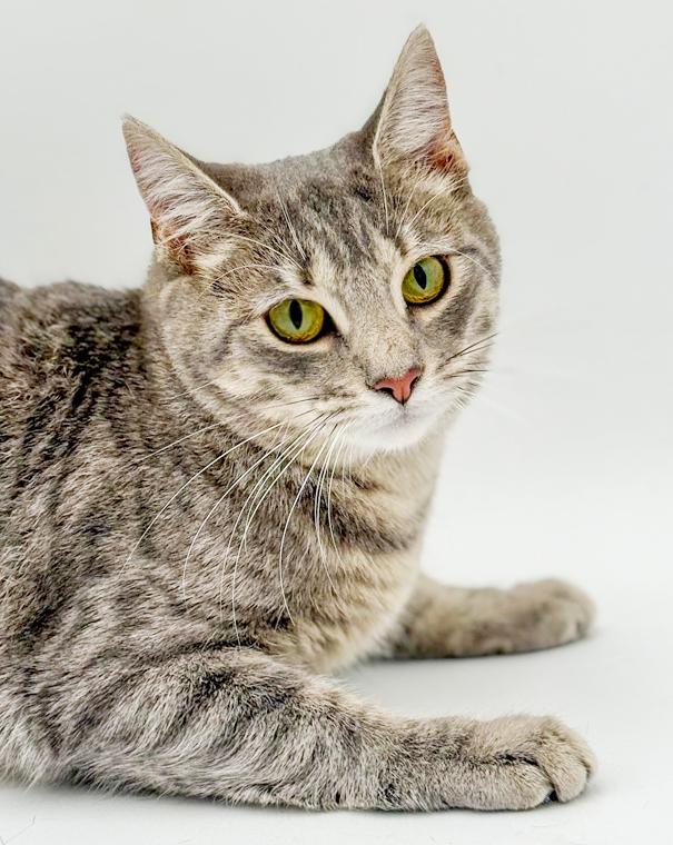 Luna is a LOVE LOVE LOVE - lap cat!  VIDEO!, Adoptable, Young Female Silver & Tabby.