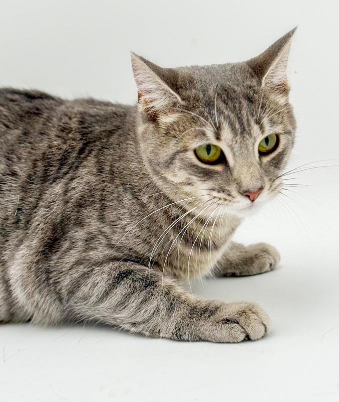 Enlarge Luna is a LOVE LOVE LOVE - lap cat!  VIDEO!, a Adoptable mixed breed in Bedford Hills, NY image 4/6