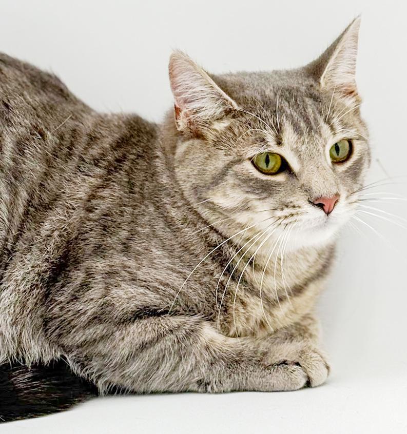 Enlarge Luna is a LOVE LOVE LOVE - lap cat!  VIDEO!, a Adoptable mixed breed in Bedford Hills, NY image 3/6