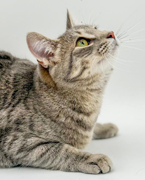 Enlarge Luna is a LOVE LOVE LOVE - lap cat!  VIDEO!, a Adoptable mixed breed in Bedford Hills, NY image 6/6