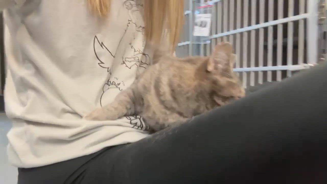 Enlarge Luna is a LOVE LOVE LOVE - lap cat!  VIDEO!, a Adoptable mixed breed in Bedford Hills, NY video 2/6