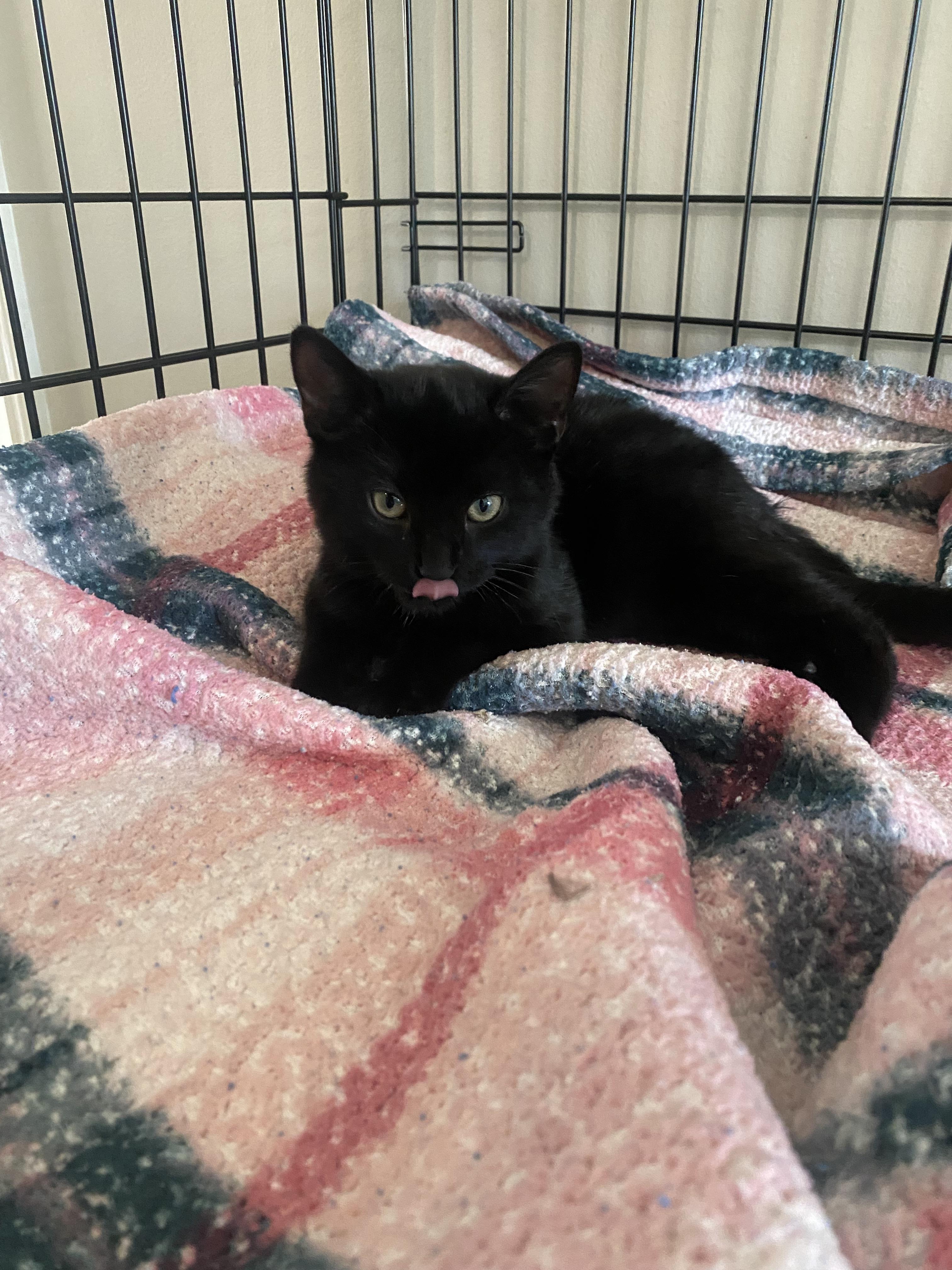 Suri, a Adoptable mixed breed in Pinson, AL image 3/3