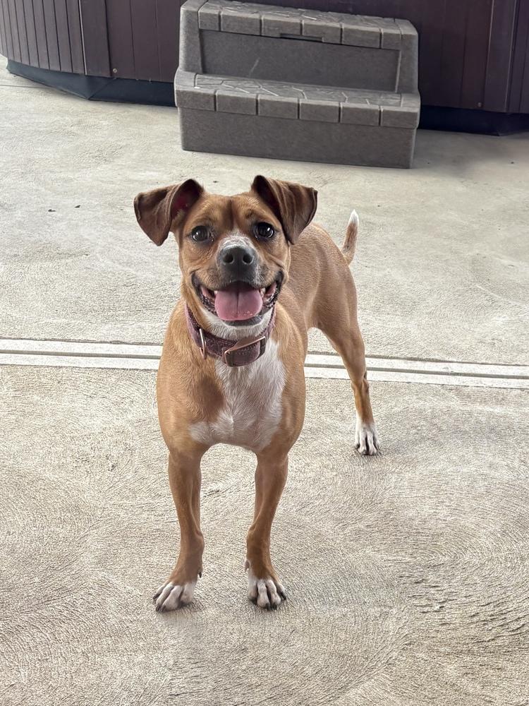 Addie, Adoptable, Young Female Beagle & Boxer.