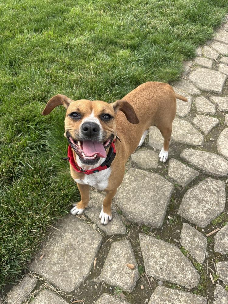 Enlarge Addie, a Adoptable mixed breed in Irwin, PA image 2/5
