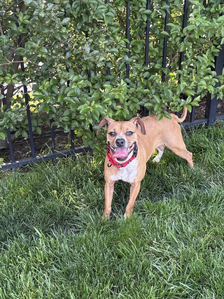 Enlarge Addie, a Adoptable mixed breed in Irwin, PA image 5/5