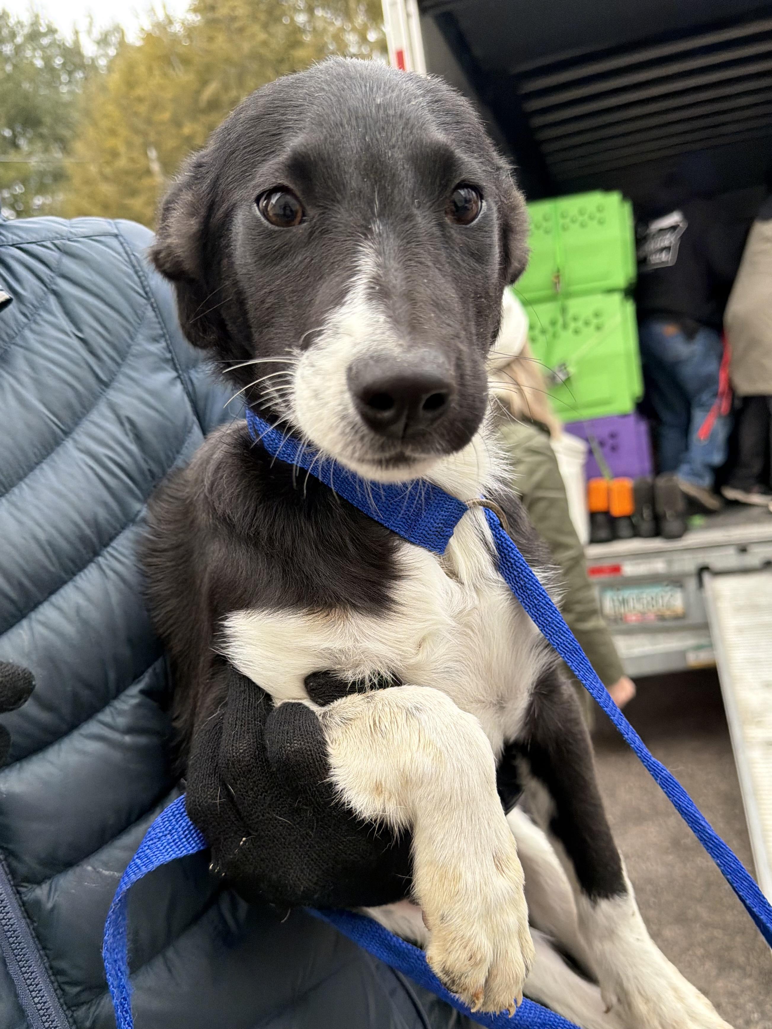 Mellow, Adoptable, Puppy Female Australian Shepherd.