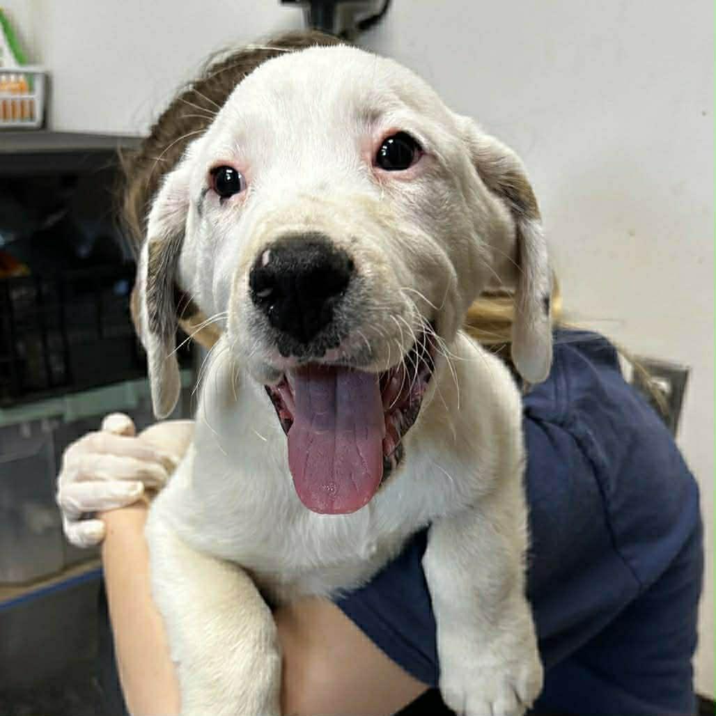 Enlarge Sampson, a ADOPTABLE Mixed Breed in Kenosha, WI image 1/6