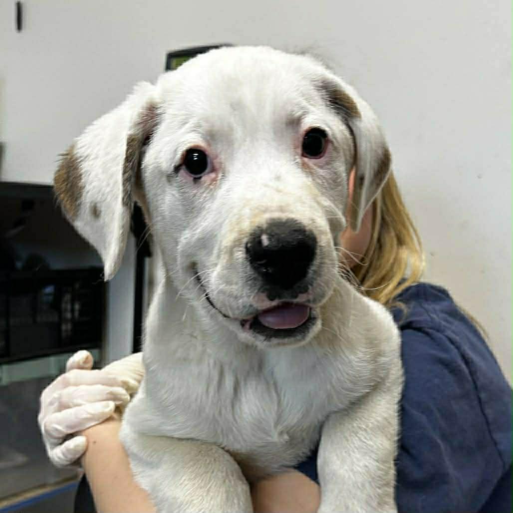 Enlarge Sampson, a ADOPTABLE Mixed Breed in Kenosha, WI image 6/6