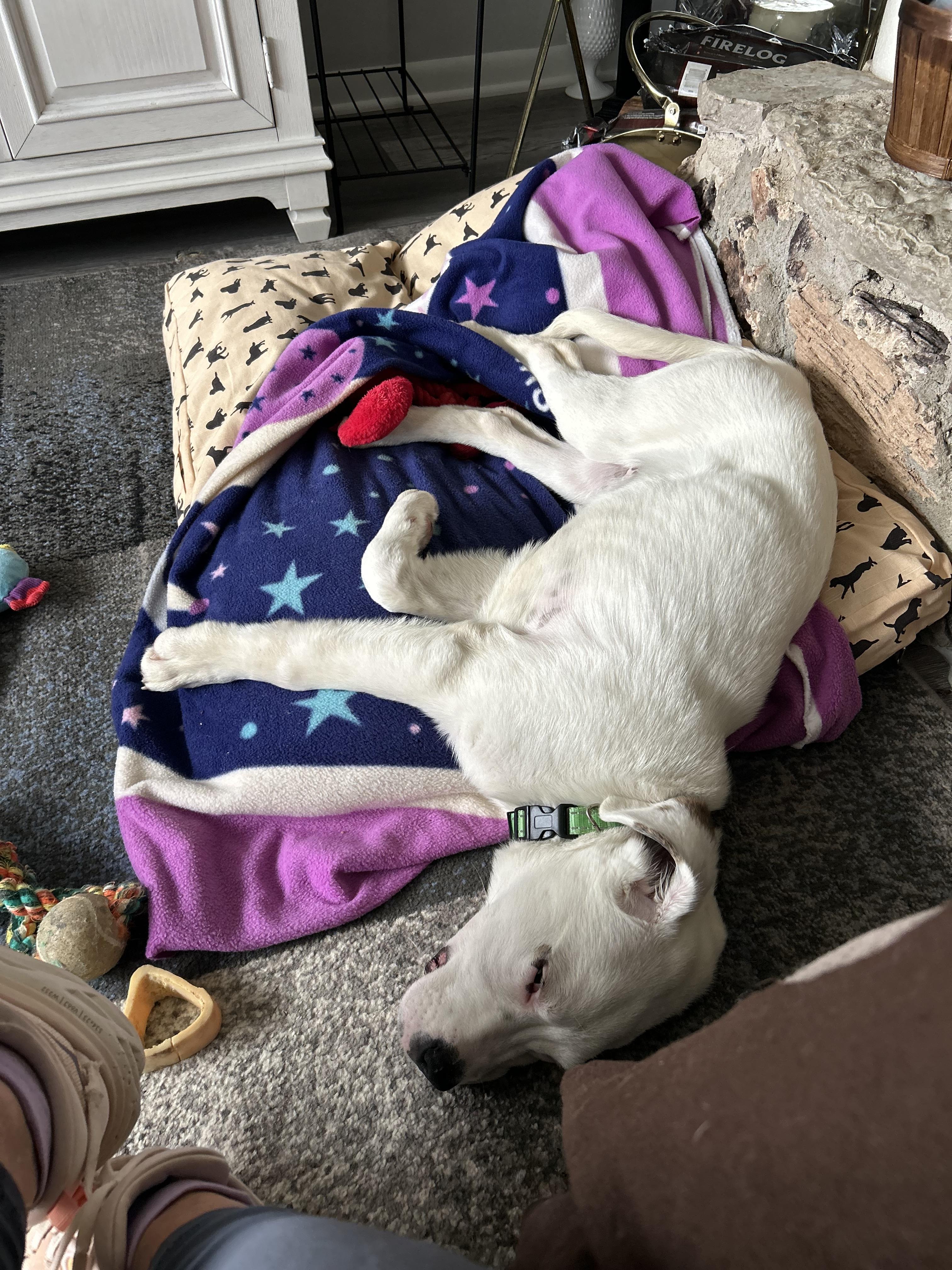 Enlarge Sampson, a ADOPTABLE Mixed Breed in Kenosha, WI image 2/6