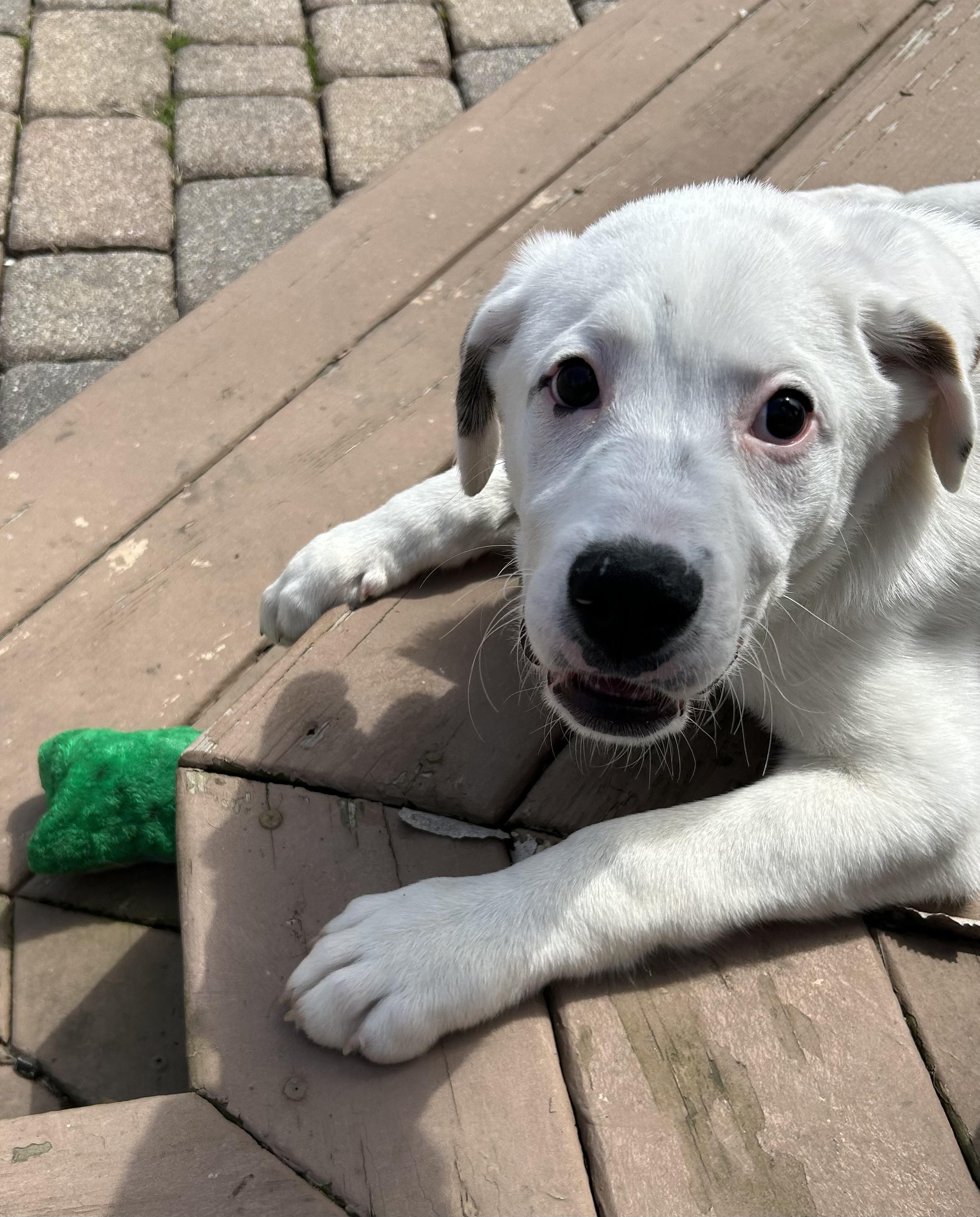 Enlarge Sampson, a ADOPTABLE Mixed Breed in Kenosha, WI image 5/6