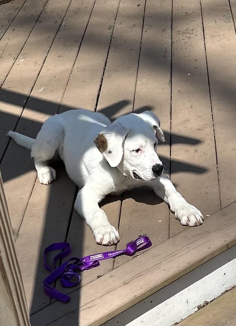 Enlarge Sampson, a ADOPTABLE Mixed Breed in Kenosha, WI image 3/6