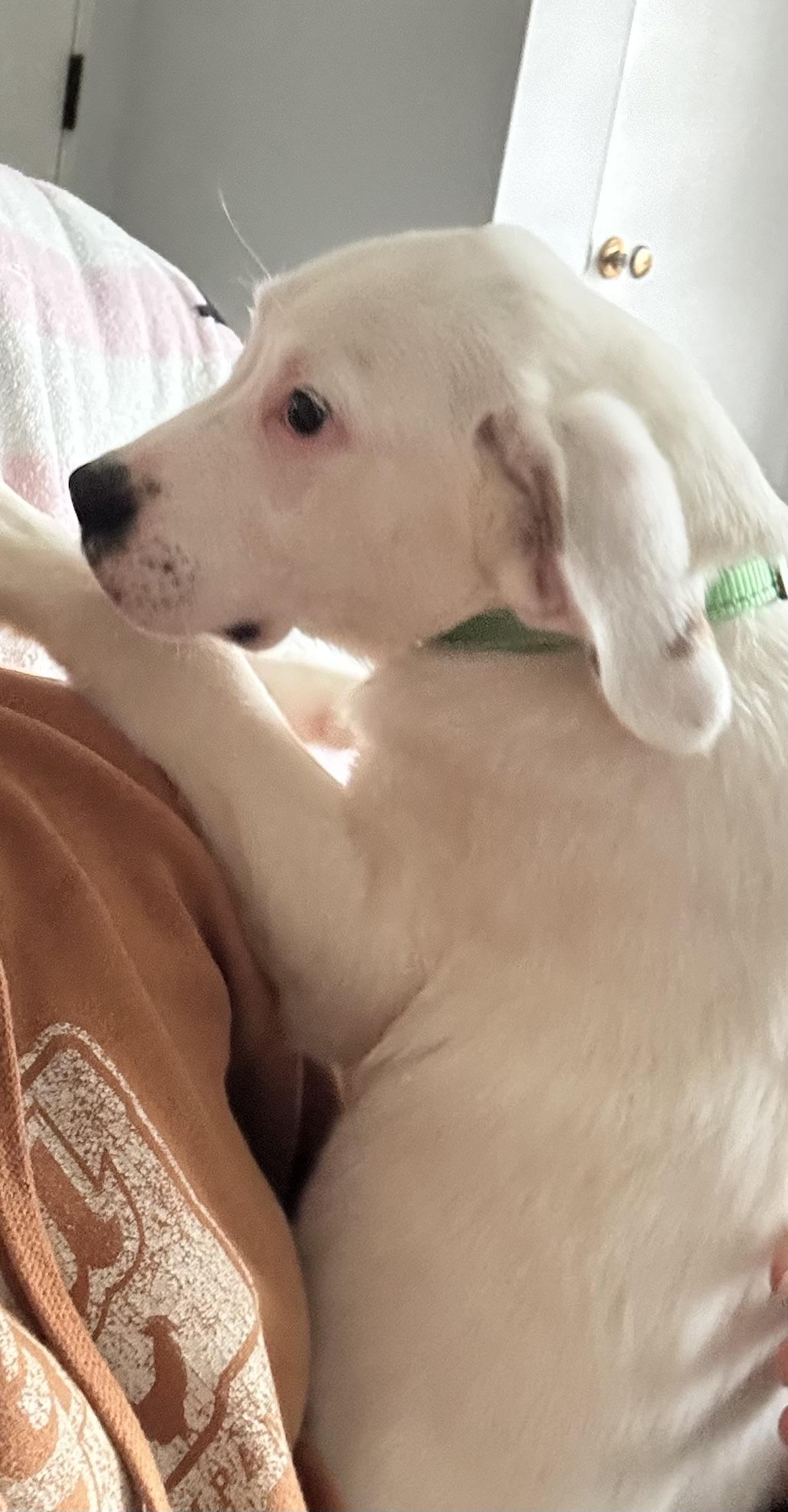 Enlarge Sampson, a ADOPTABLE Mixed Breed in Kenosha, WI image 4/6