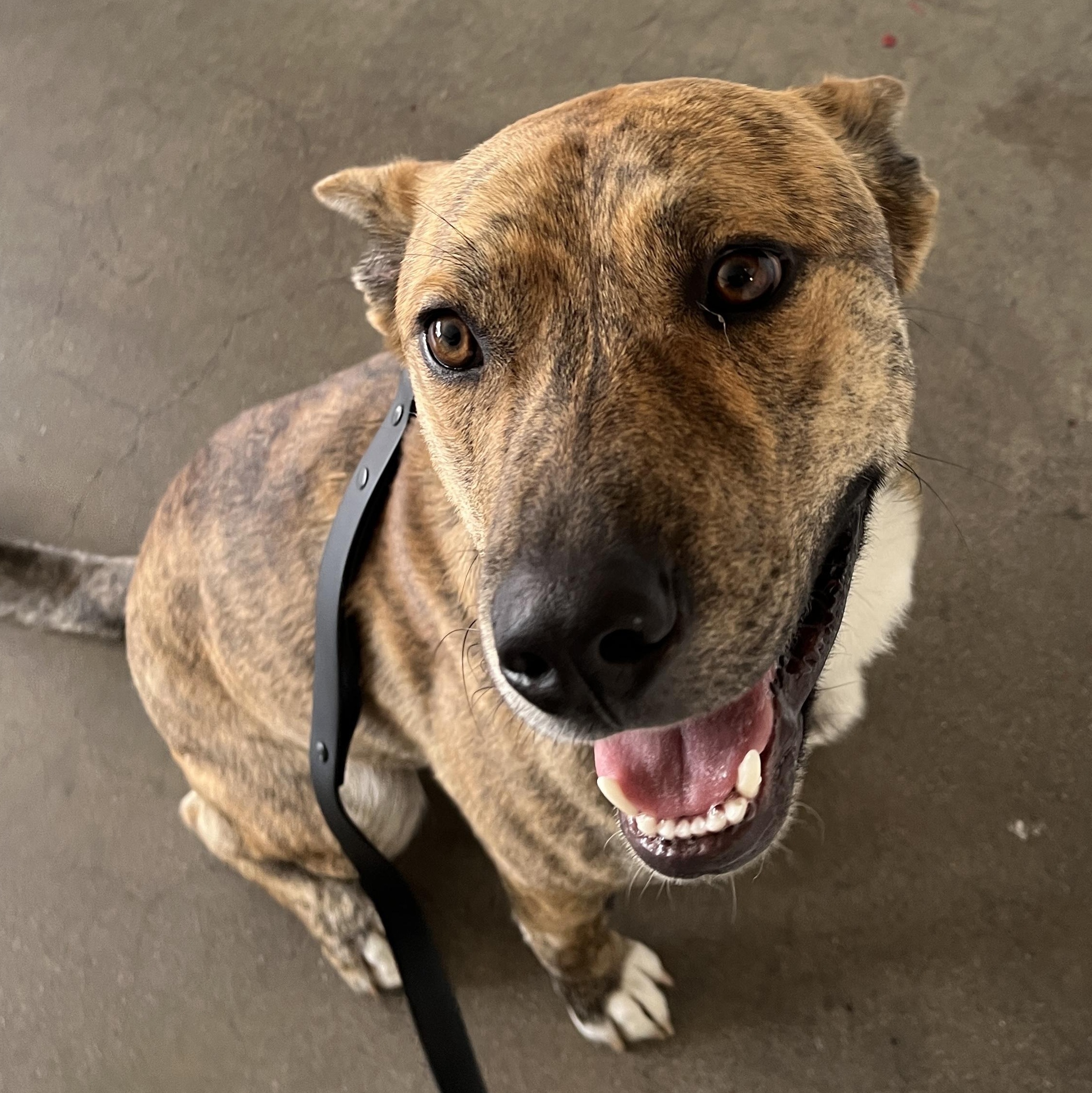 Enlarge Skip, a ADOPTABLE Mixed Breed in Burbank, CA image 1/6