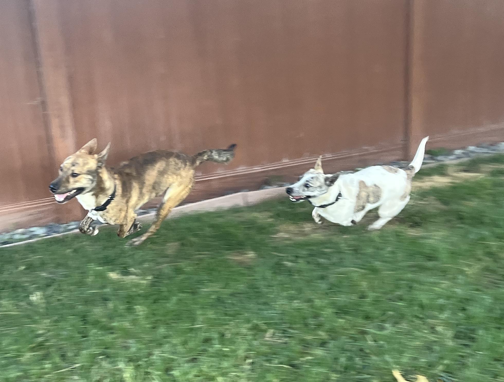 Enlarge Skip, a ADOPTABLE mixed breed in Burbank, CA image 4/6