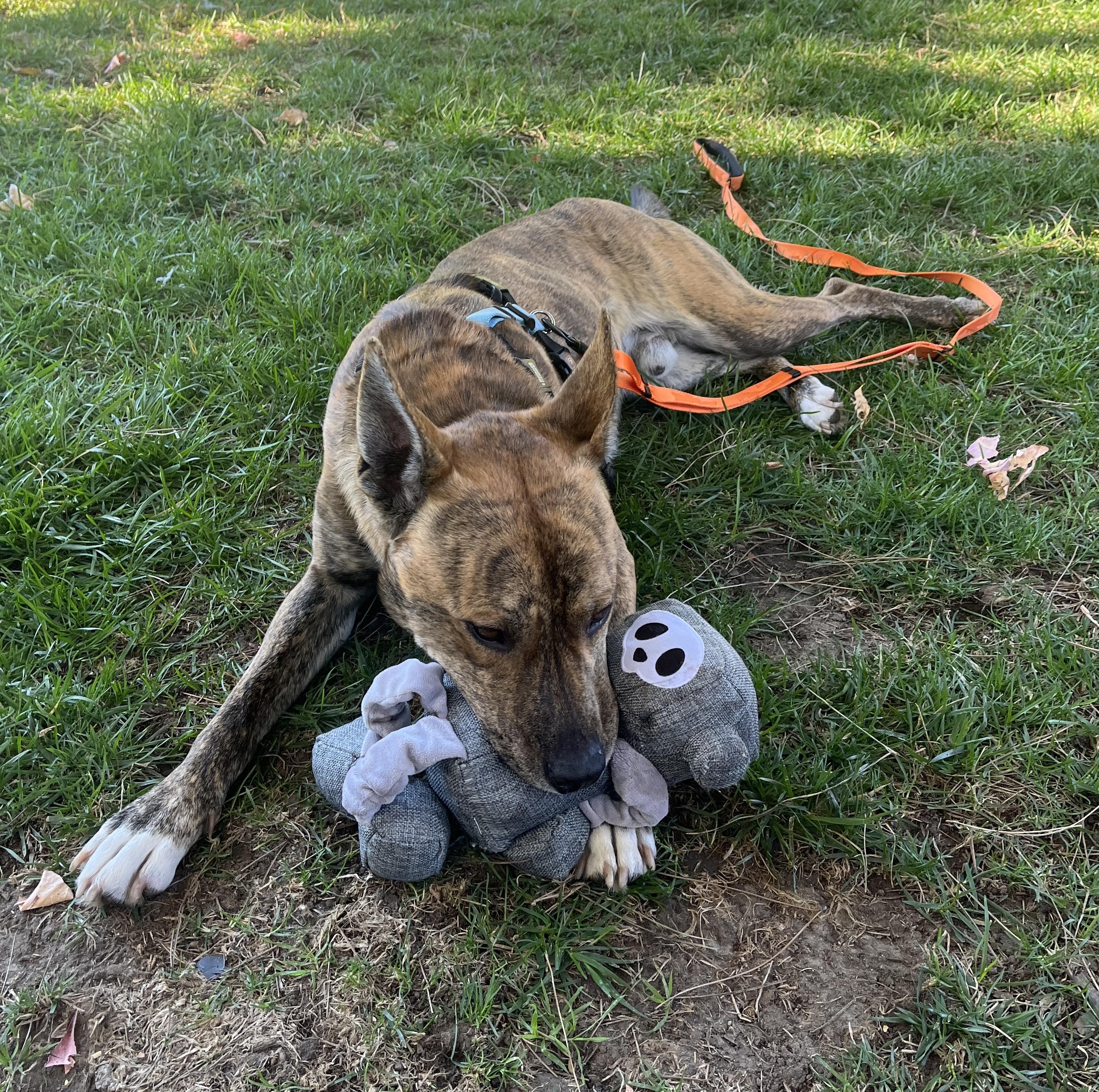 Enlarge Skip, a ADOPTABLE mixed breed in Burbank, CA image 3/6