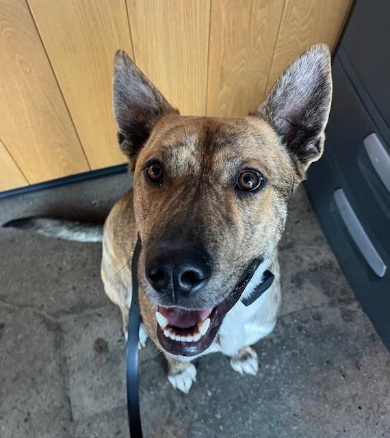 Skip, ADOPTABLE, Young Male German Shepherd Dog & Belgian Shepherd / Malinois.