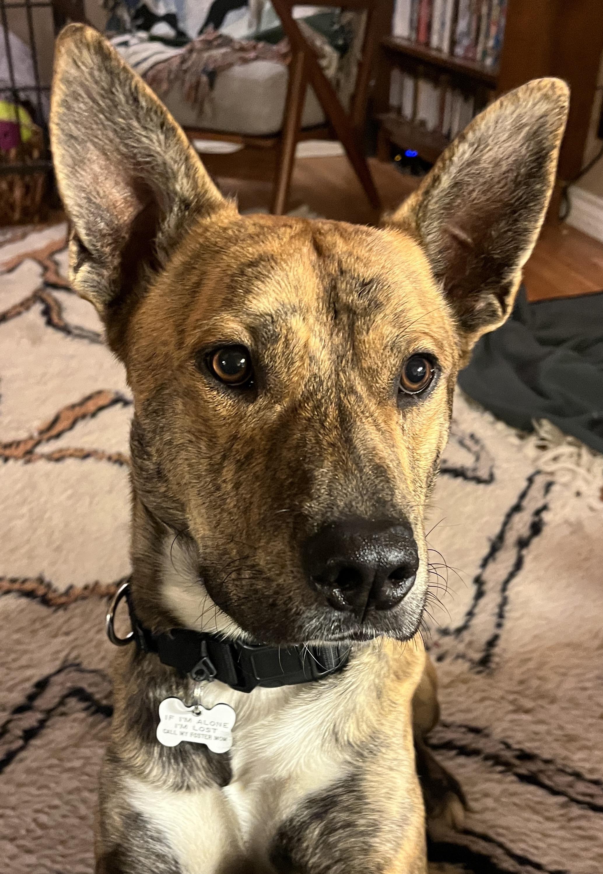 Enlarge Skip, a ADOPTABLE Mixed Breed in Burbank, CA image 3/6