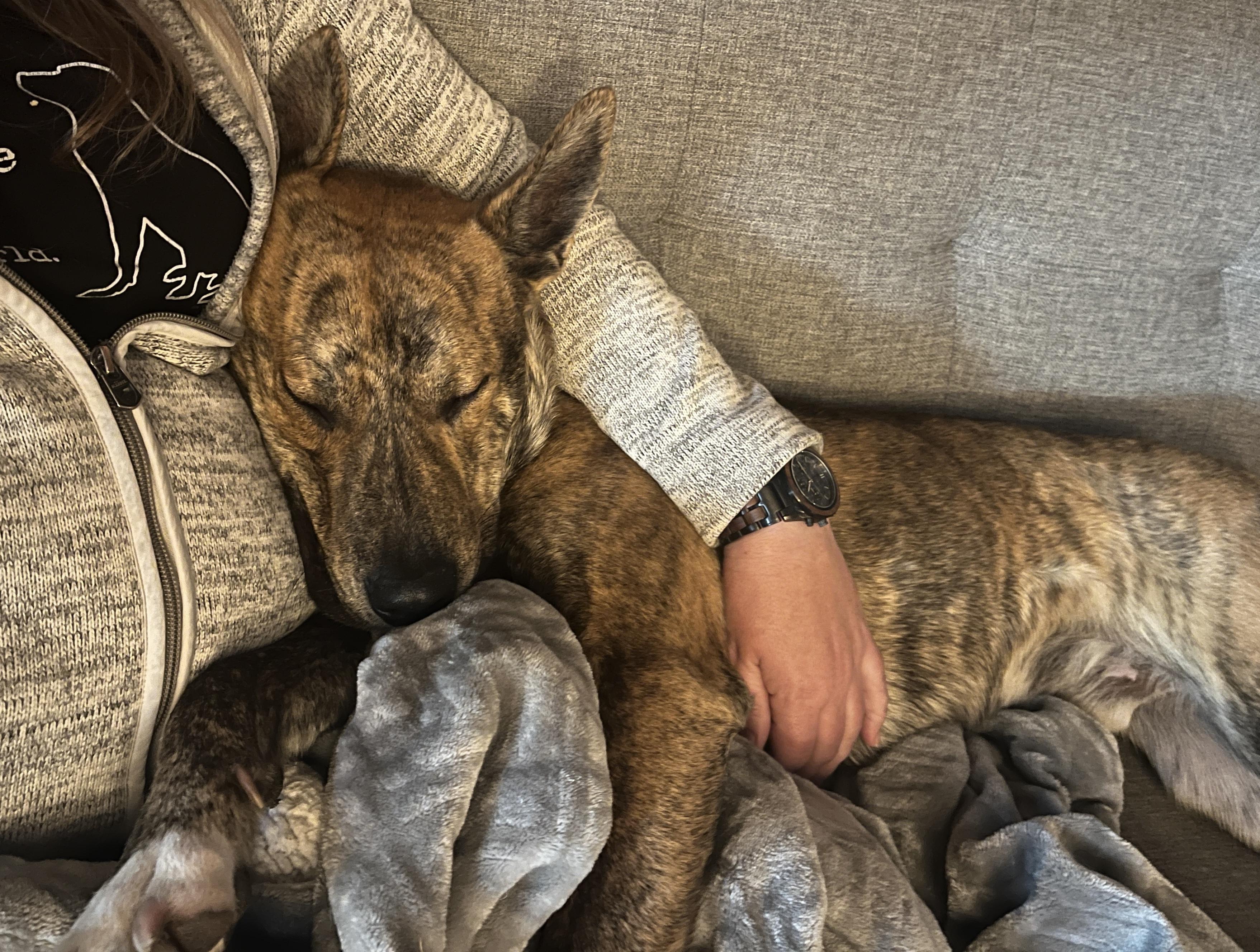 Enlarge Skip, a ADOPTABLE Mixed Breed in Burbank, CA image 5/6