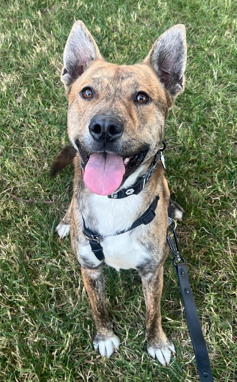 Enlarge Skip, a ADOPTABLE mixed breed in Burbank, CA image 5/6