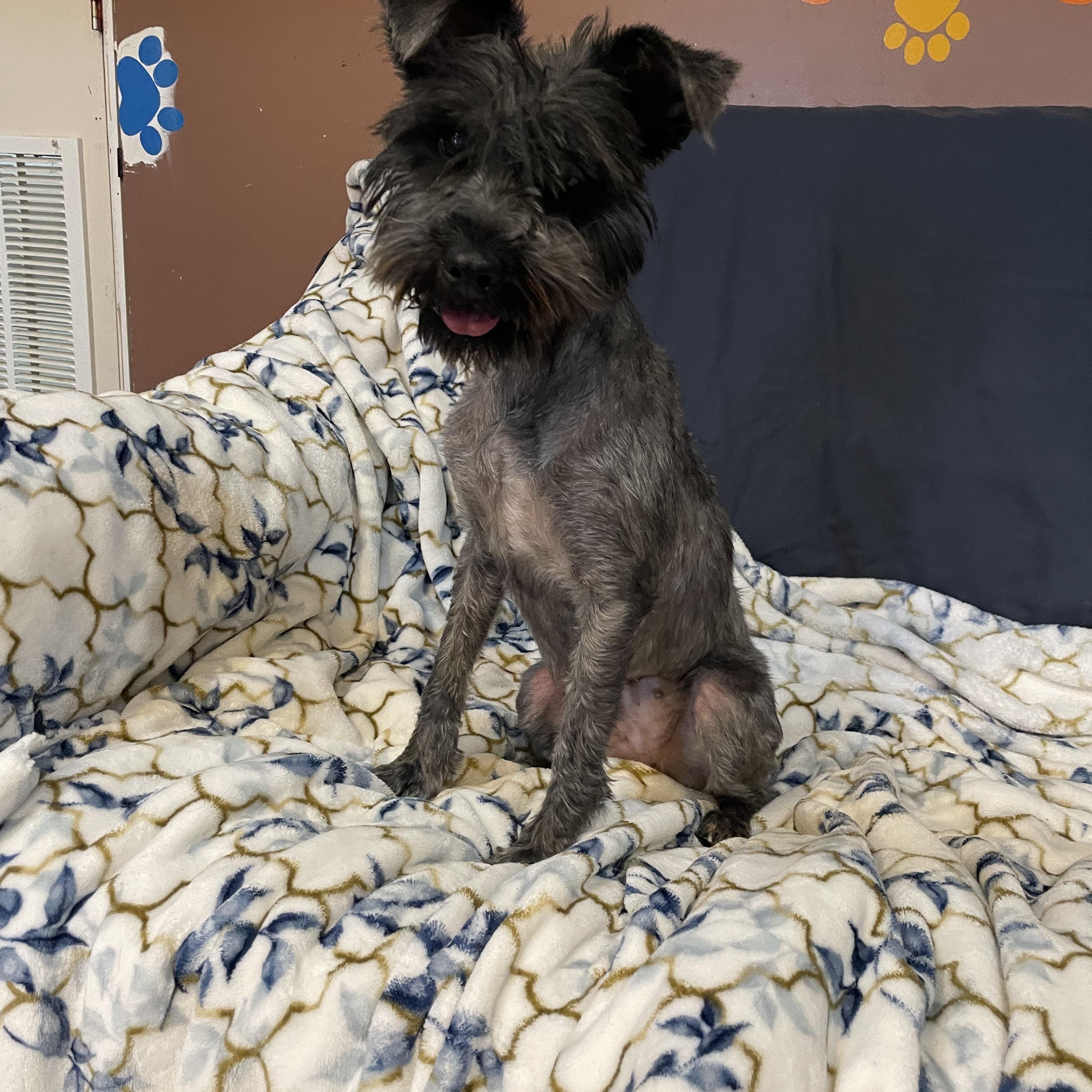 Enlarge Piper , an adopted Miniature Schnauzer in Phoenix, AZ image 2/4