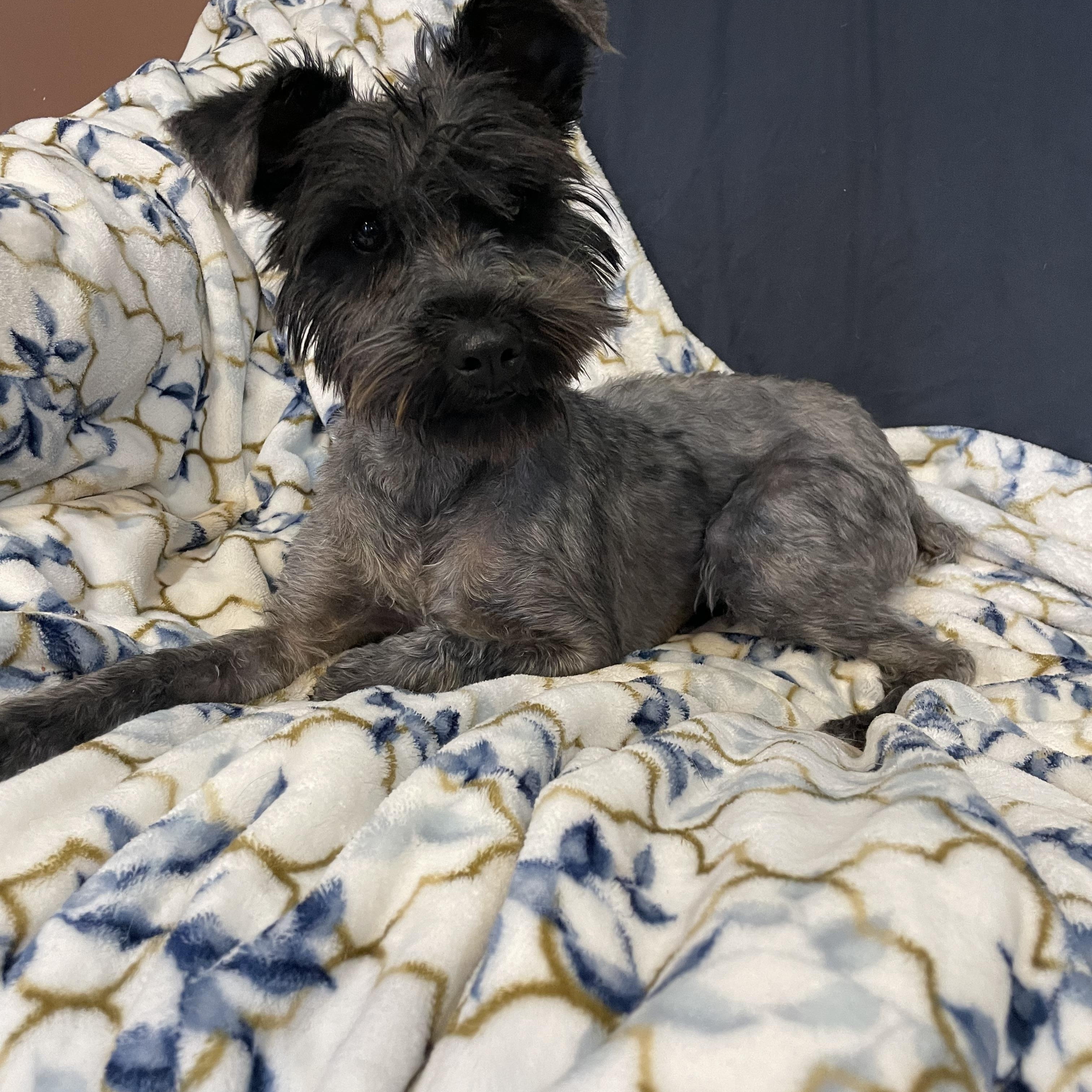 Enlarge Piper , an adopted Miniature Schnauzer in Phoenix, AZ image 1/4