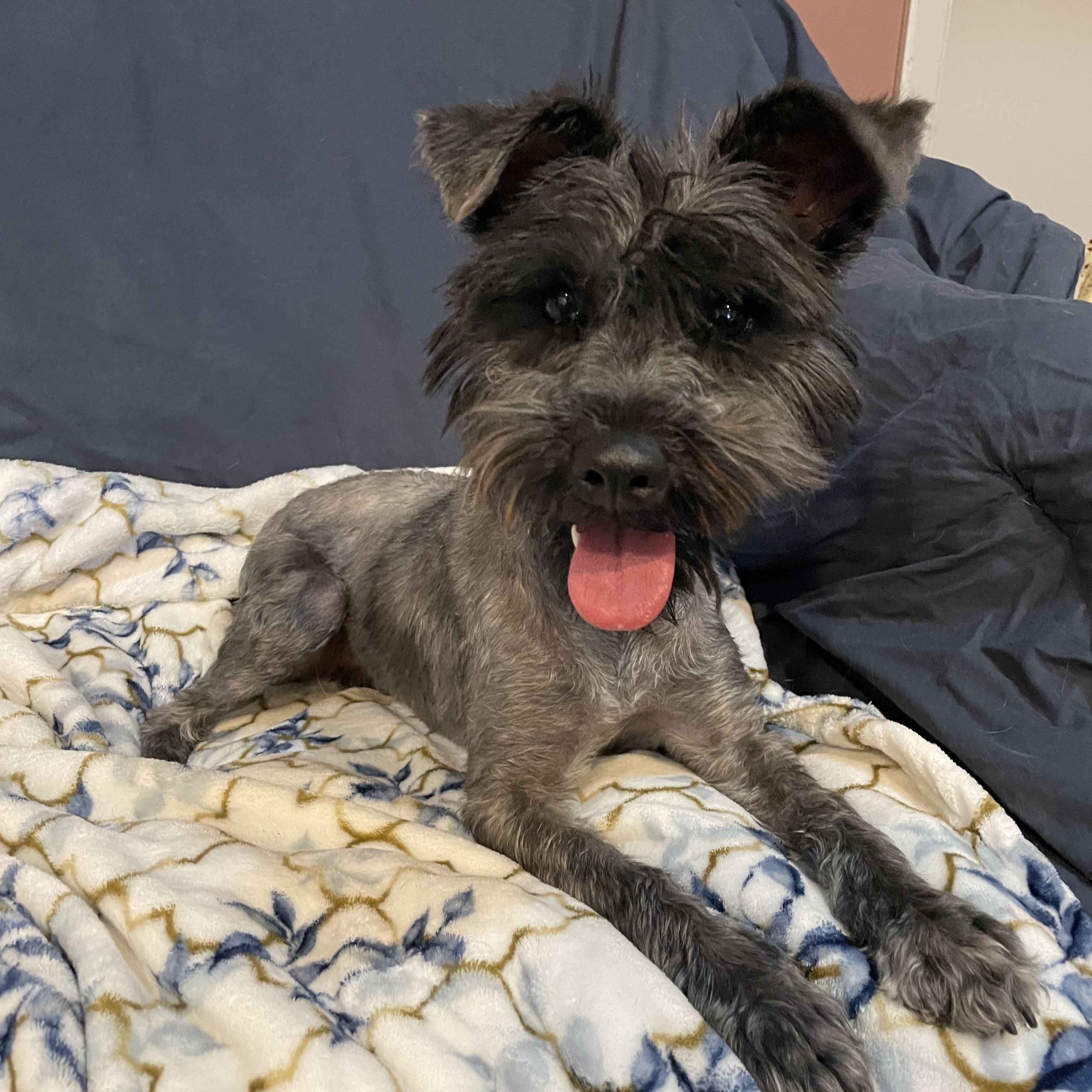 Enlarge Piper , an adopted Miniature Schnauzer in Phoenix, AZ image 4/4