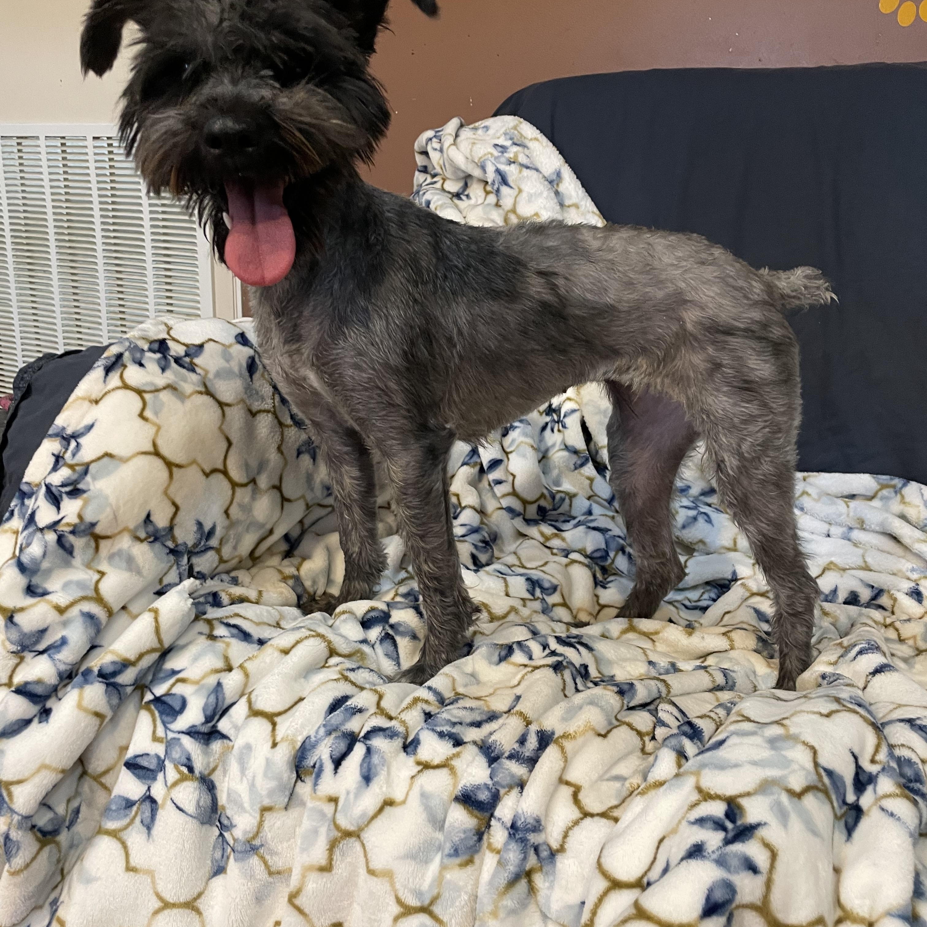Enlarge Piper , an adopted Miniature Schnauzer in Phoenix, AZ image 3/4