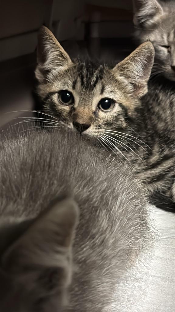 Hamlet, Adoptable, Kitten Male Domestic Short Hair.