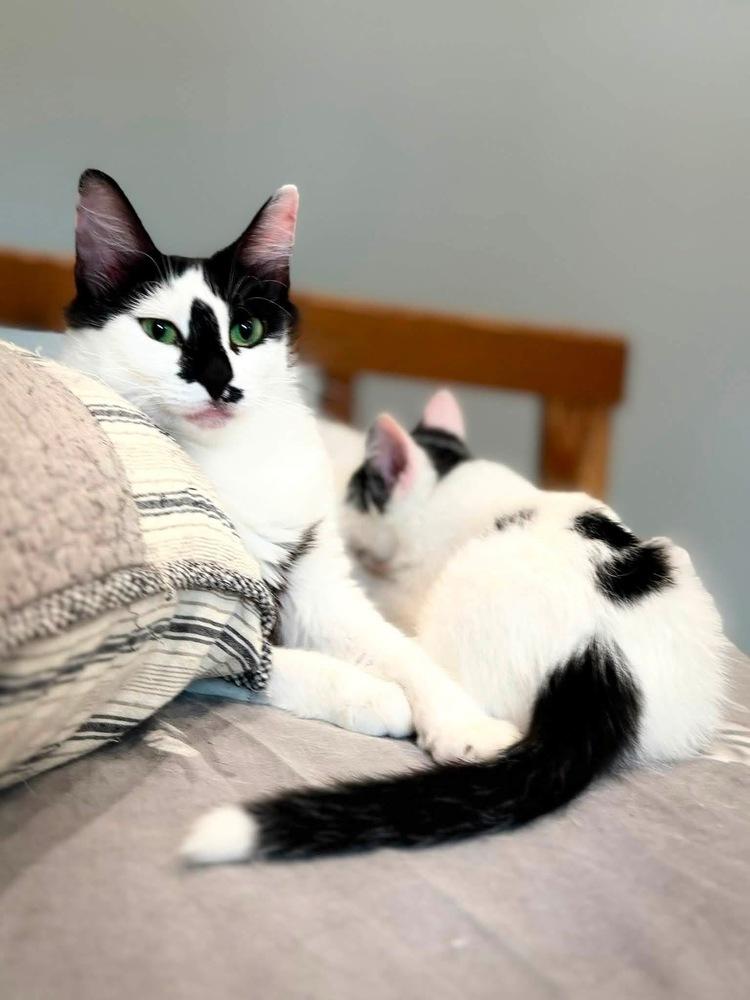 Pez Dispenser, a Adoptable mixed breed in Warren, CT image 2/6