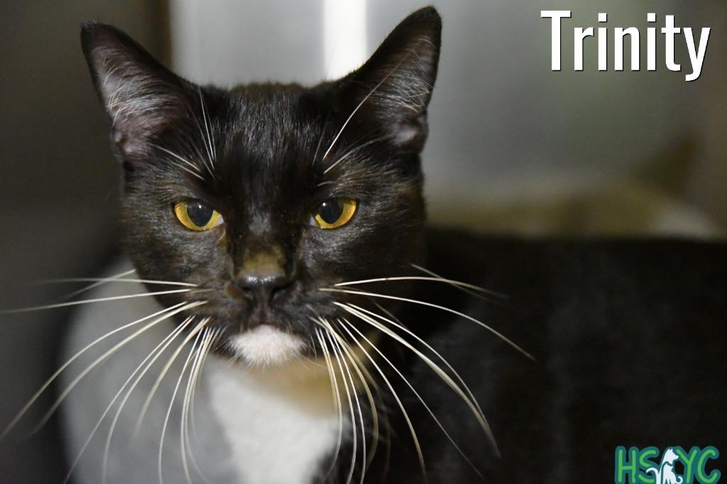 Trinity, Adoptable, Young Female Domestic Short Hair.