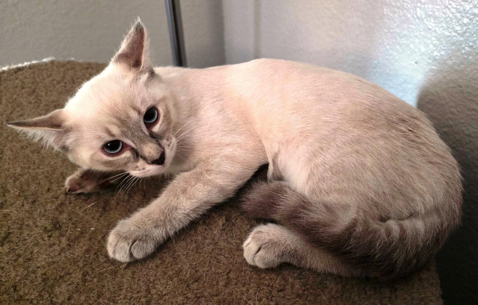 Mocha, Adopted, Kitten Female Domestic Short Hair & Siamese.