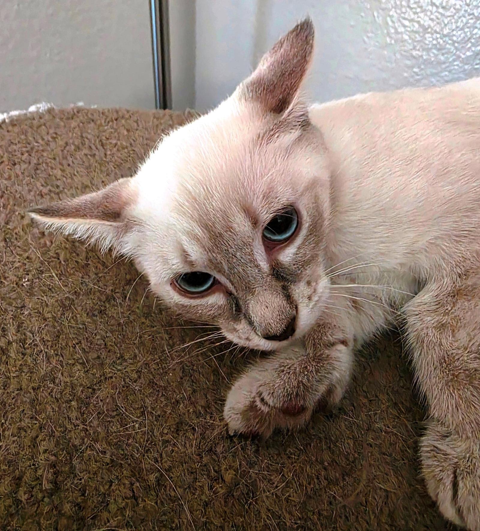 Enlarge Mocha, a Adopted mixed breed in Glendale, AZ image 2/2