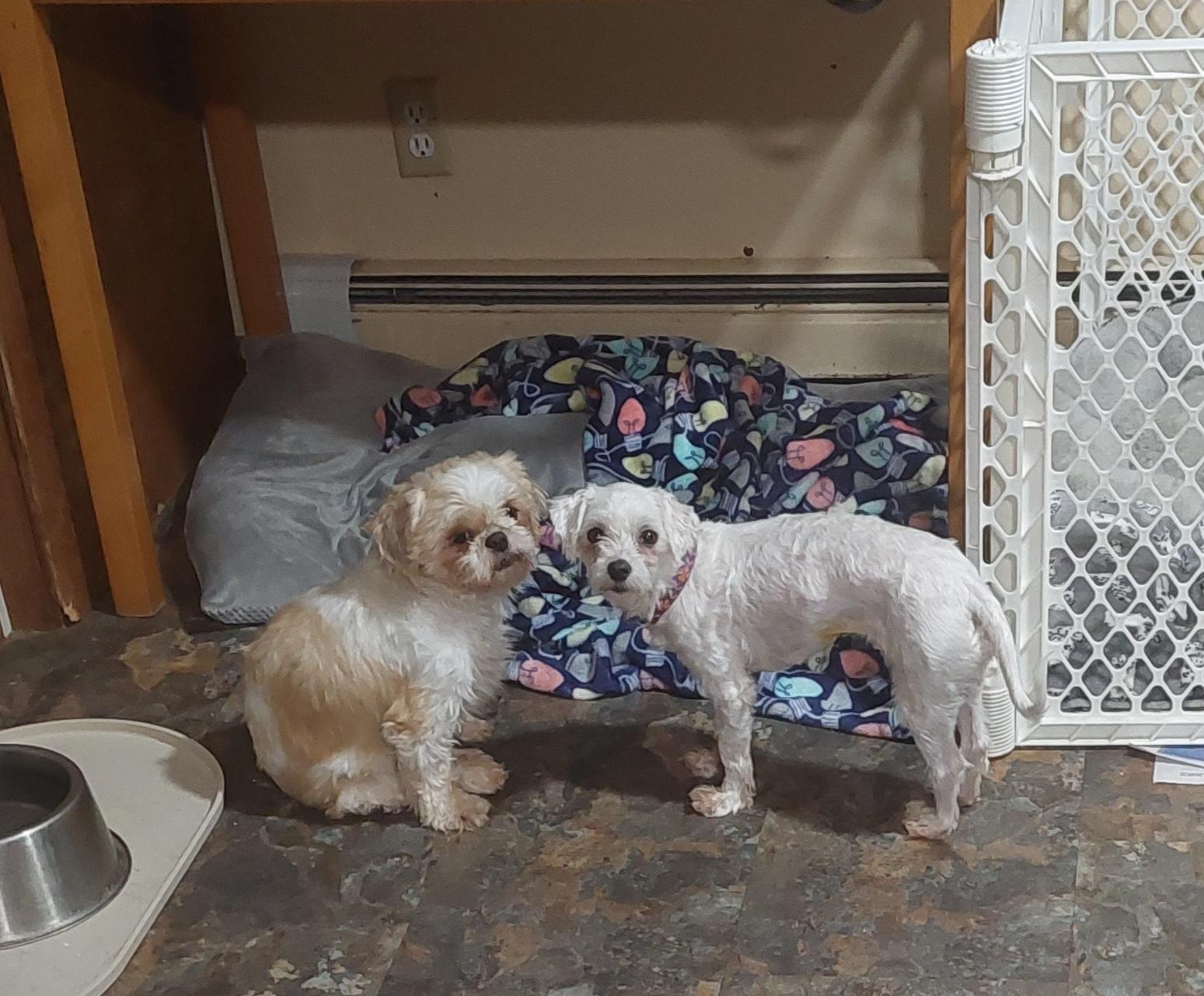 Enlarge Gracie, a ADOPTABLE Shih Tzu in Conesus, NY image 6/6