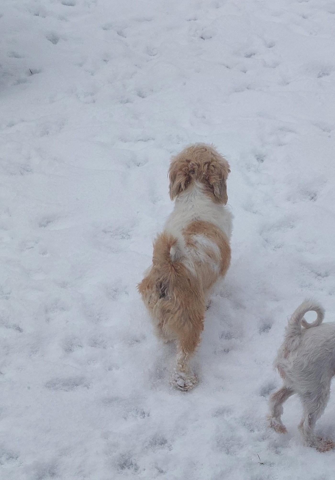 Enlarge Gracie, a ADOPTABLE Shih Tzu in Conesus, NY image 4/6