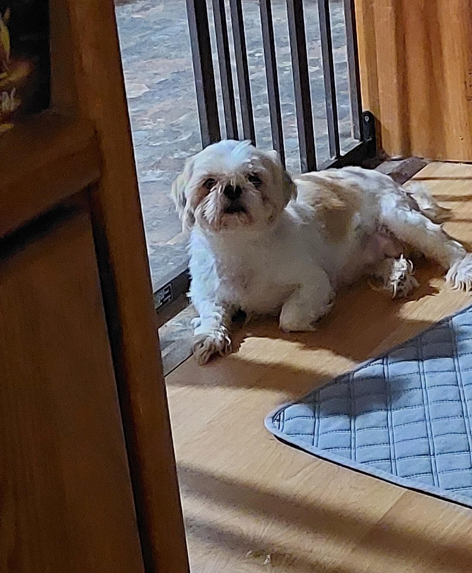 Gracie, a ADOPTABLE Shih Tzu in Conesus, NY image 2/3
