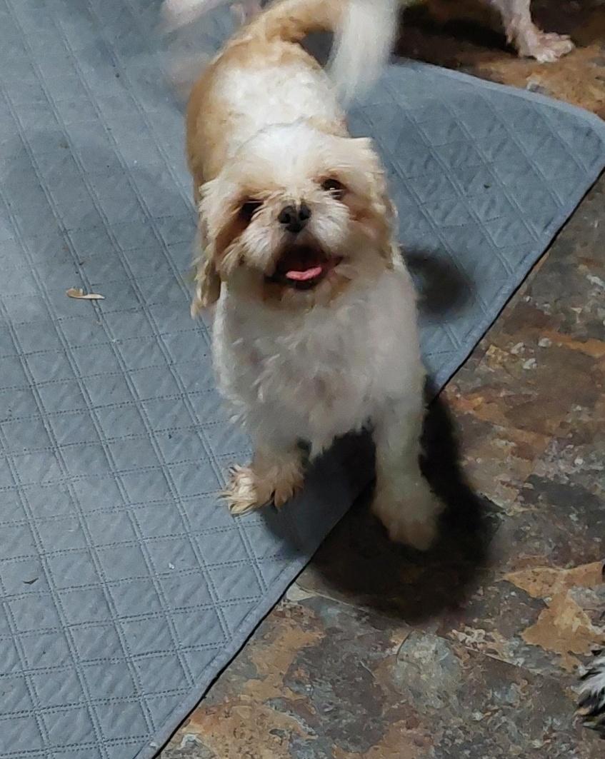 Gracie, a ADOPTABLE Shih Tzu in Conesus, NY image 3/3