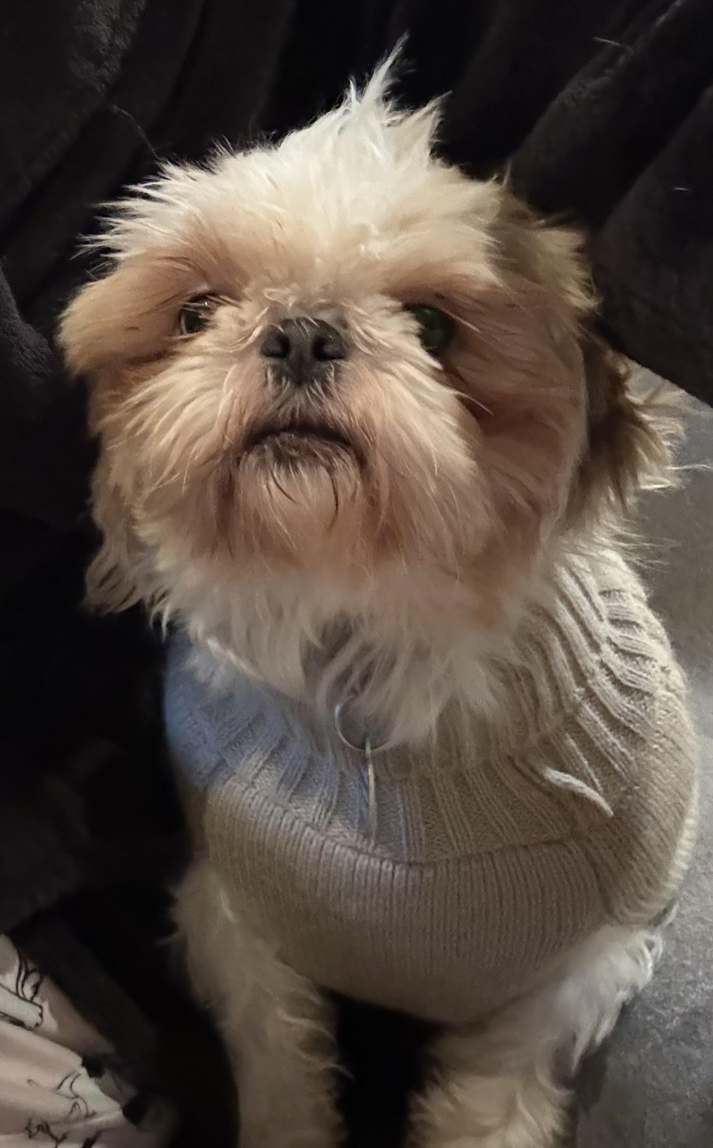 Enlarge Gracie, a ADOPTABLE Shih Tzu in Conesus, NY image 3/6