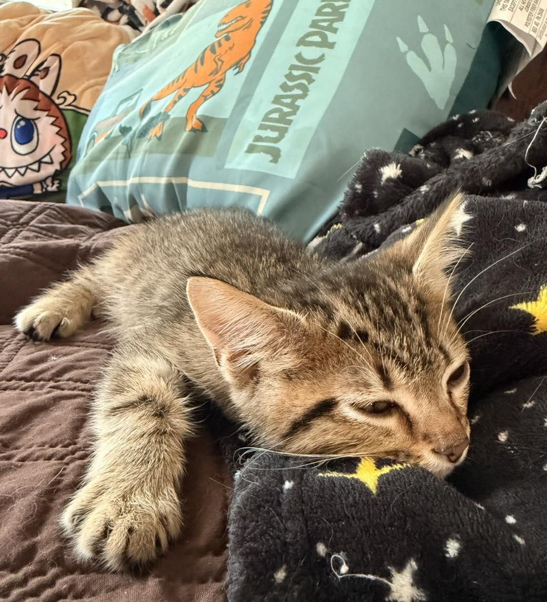 Wolverine, a ADOPTABLE Tabby in Clarksville, TN image 2/6