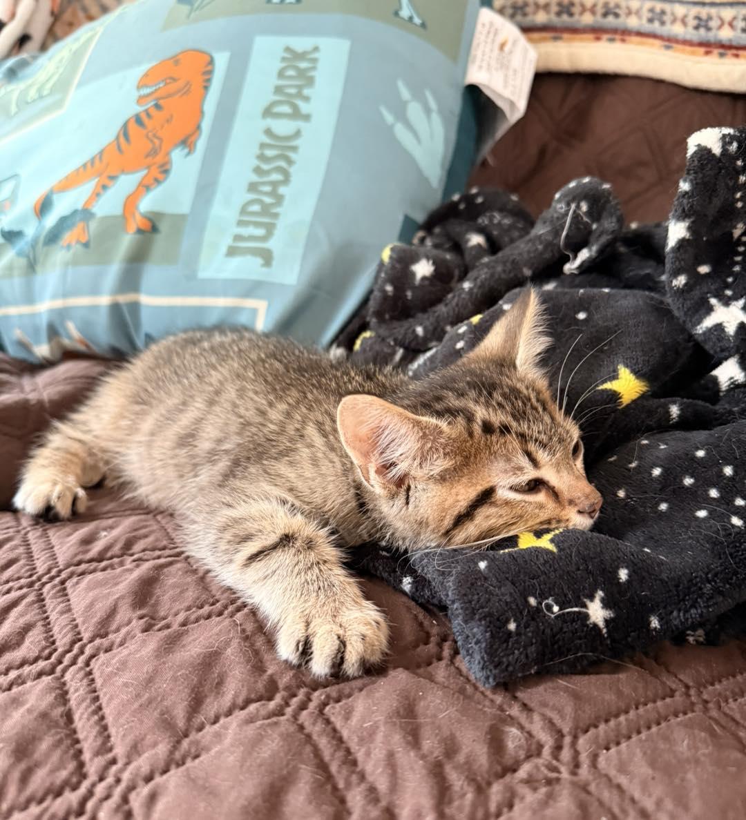 Wolverine, a ADOPTABLE Tabby in Clarksville, TN image 4/6
