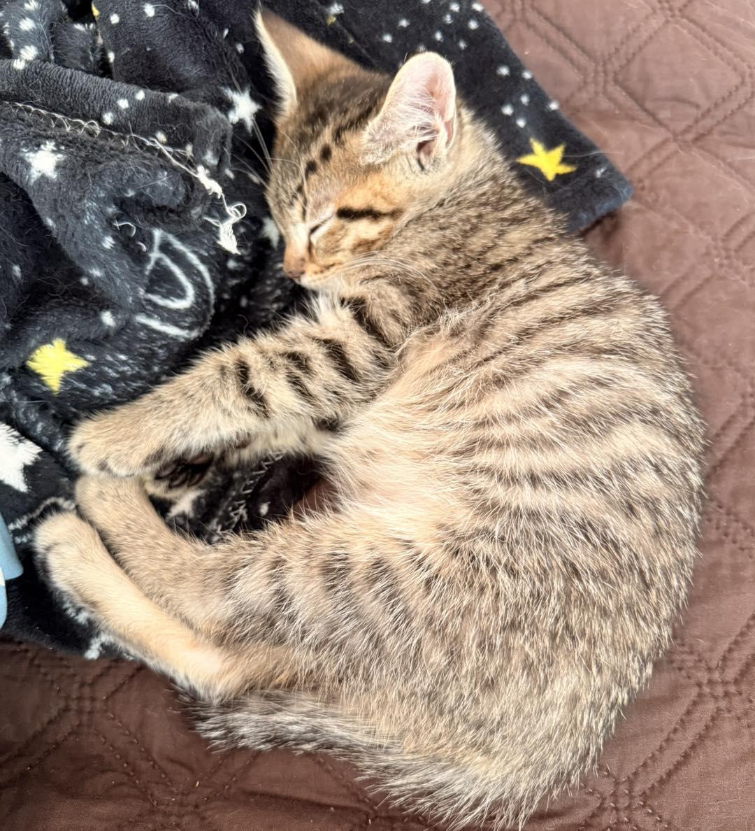 Wolverine, a ADOPTABLE Tabby in Clarksville, TN image 6/6