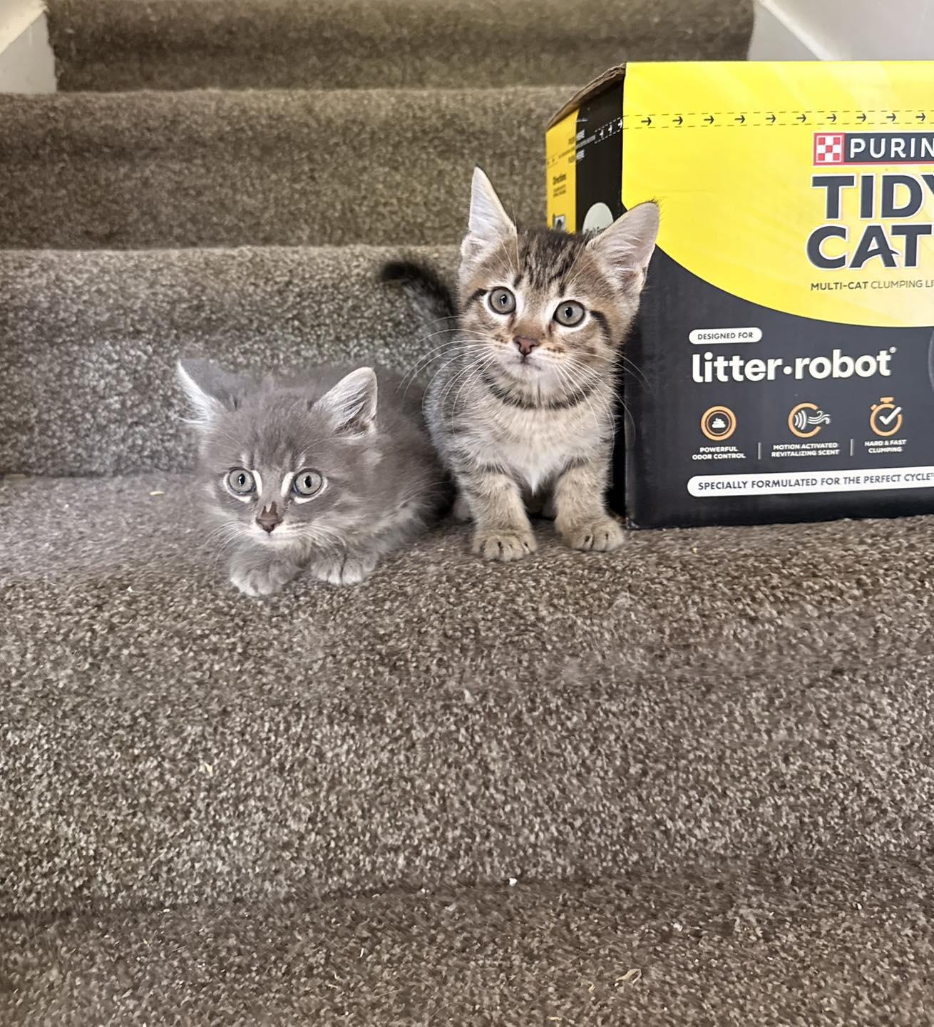 Wolverine, a ADOPTABLE Tabby in Clarksville, TN image 1/6