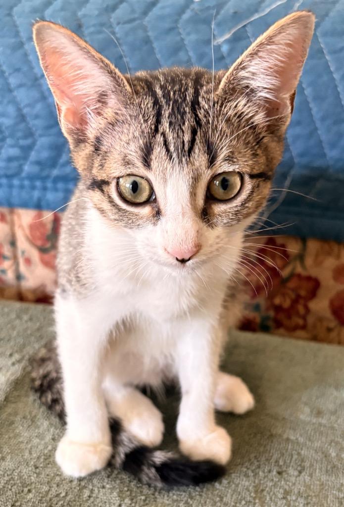 Ona, Adoptable, Kitten Female Domestic Short Hair.
