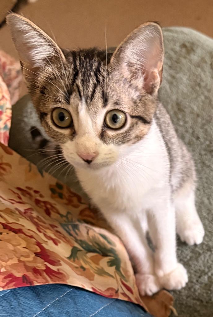Ona, a Adoptable mixed breed in Spring, TX image 3/5