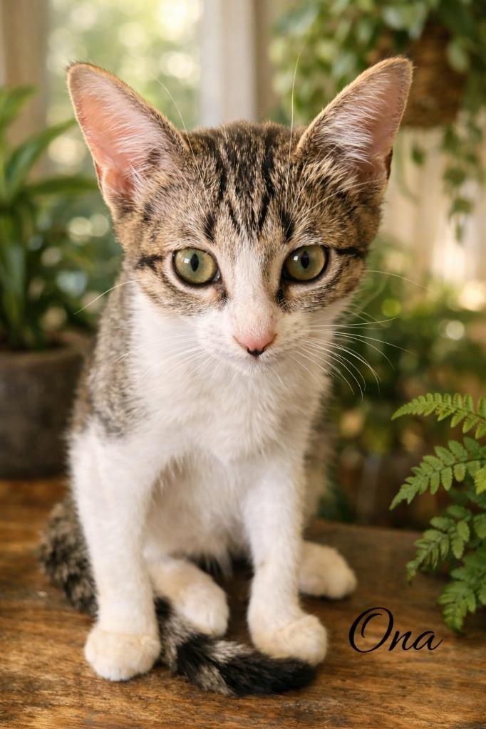 Ona, a Adoptable mixed breed in Spring, TX image 4/5