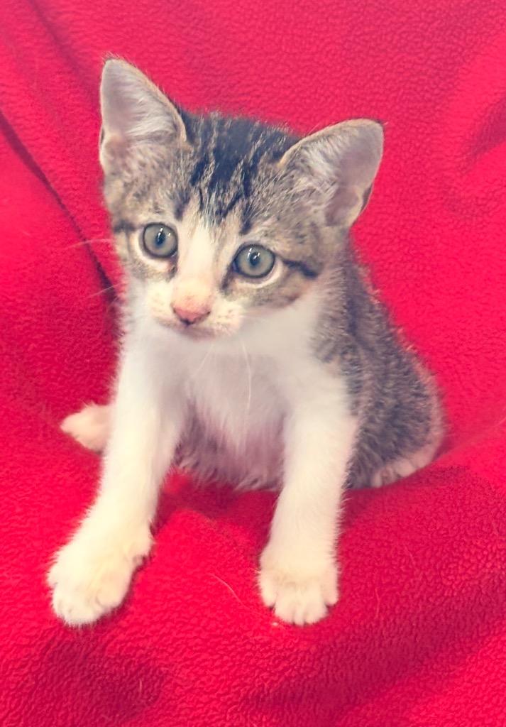 Ona, a Adoptable mixed breed in Spring, TX image 5/5