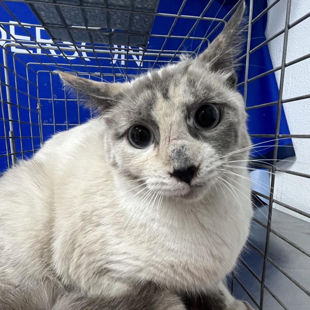 Enlarge Mother, a Adoptable Domestic Short Hair in Henderson, NV image 1/1