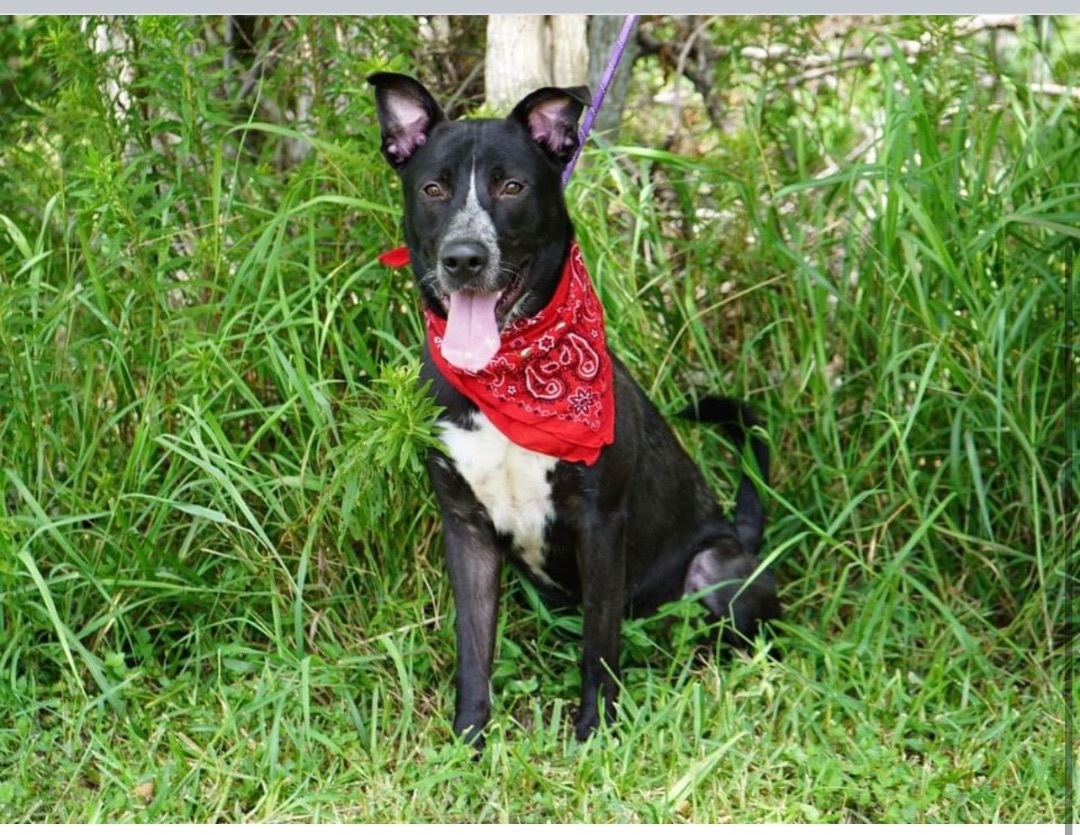 Enlarge William Shakespaw, a Adoptable mixed breed in Houston, TX image 3/6