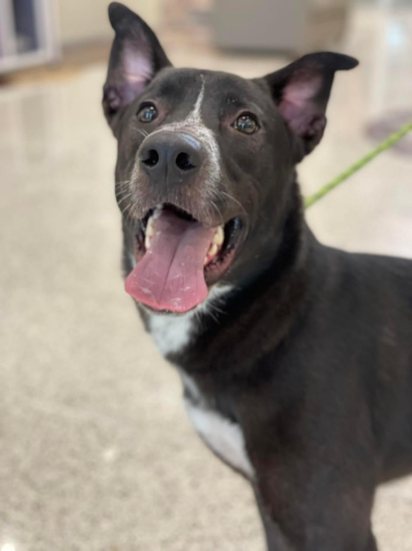 Enlarge William Shakespaw, a Adoptable mixed breed in Houston, TX image 4/6