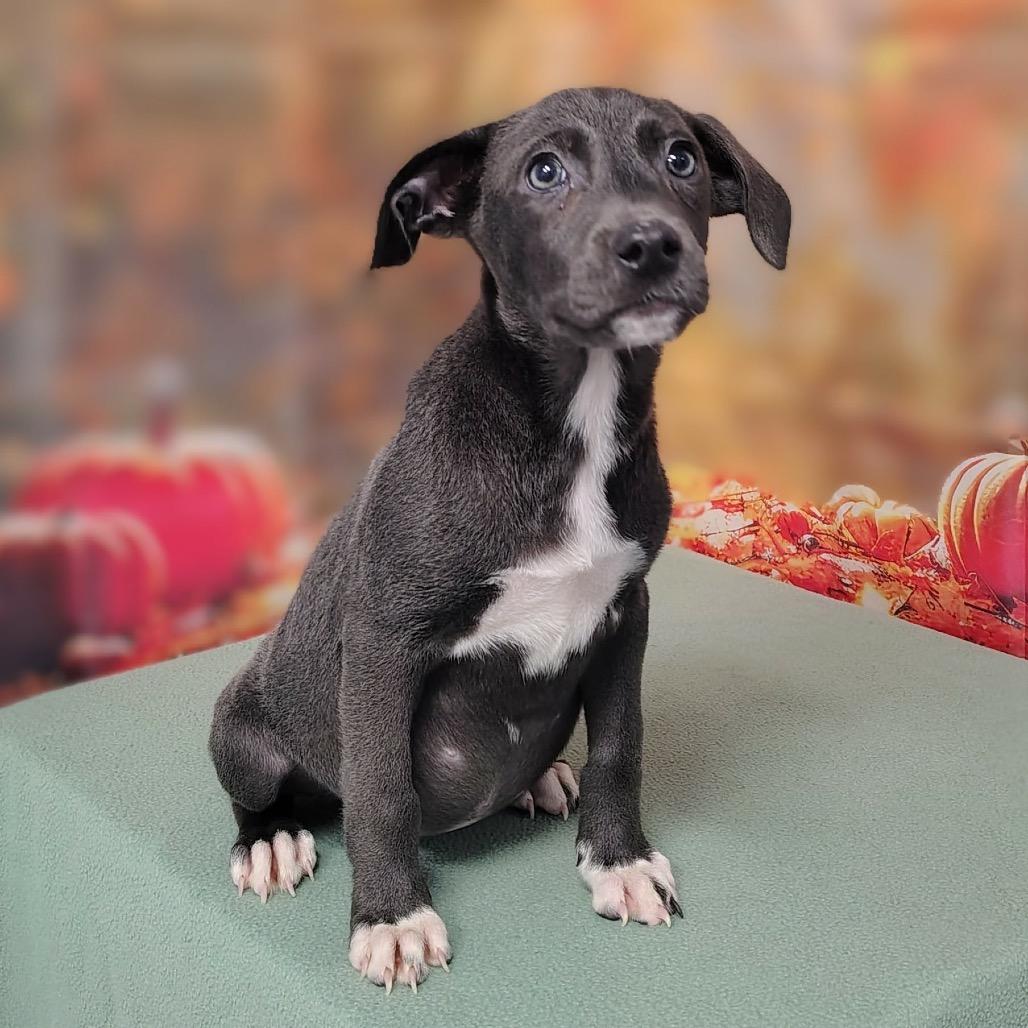 Enlarge Isbel, a Adoptable mixed breed in Griswold, CT image 2/2