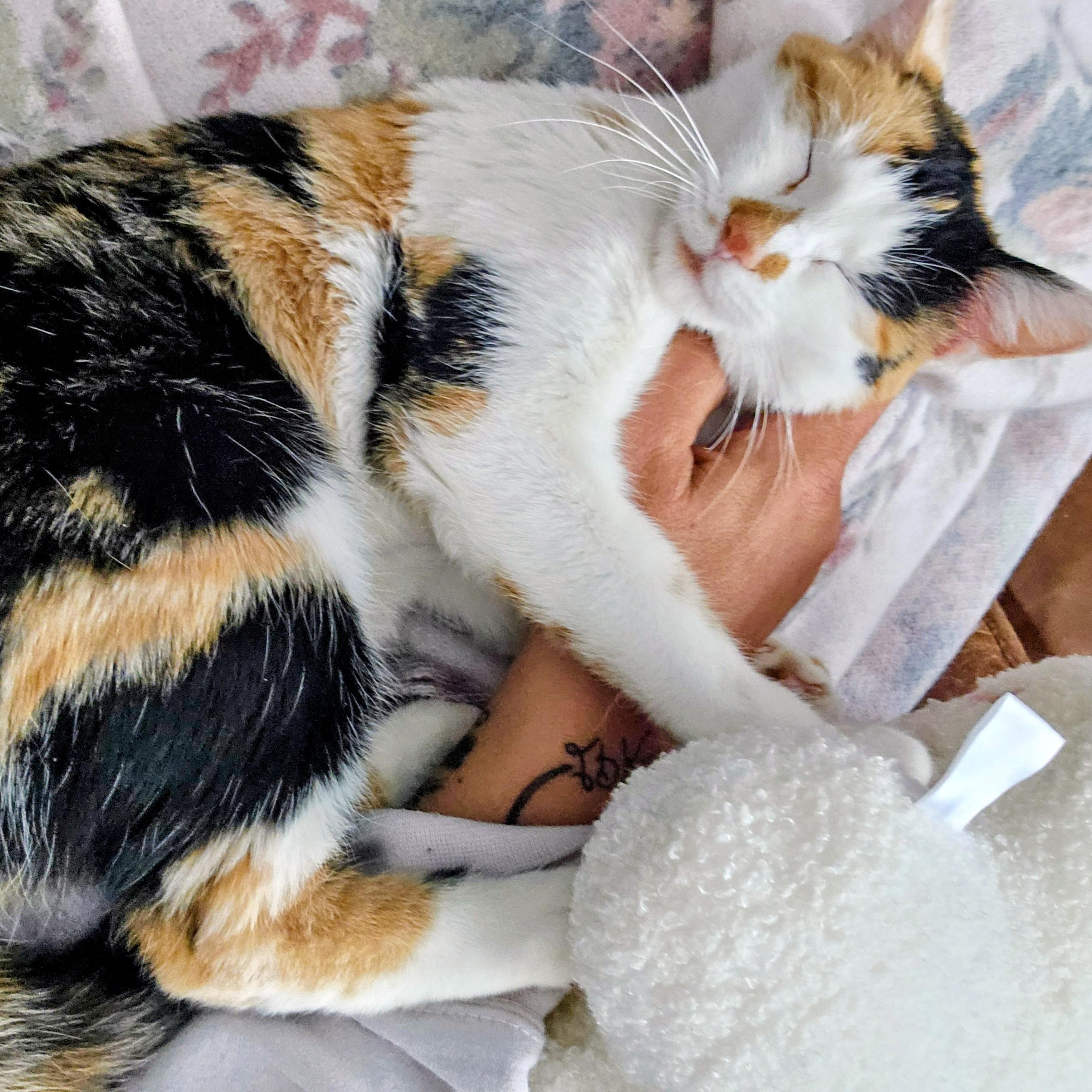 Enlarge Daisy, a Adoptable Domestic Short Hair in Waverly, IA image 1/3